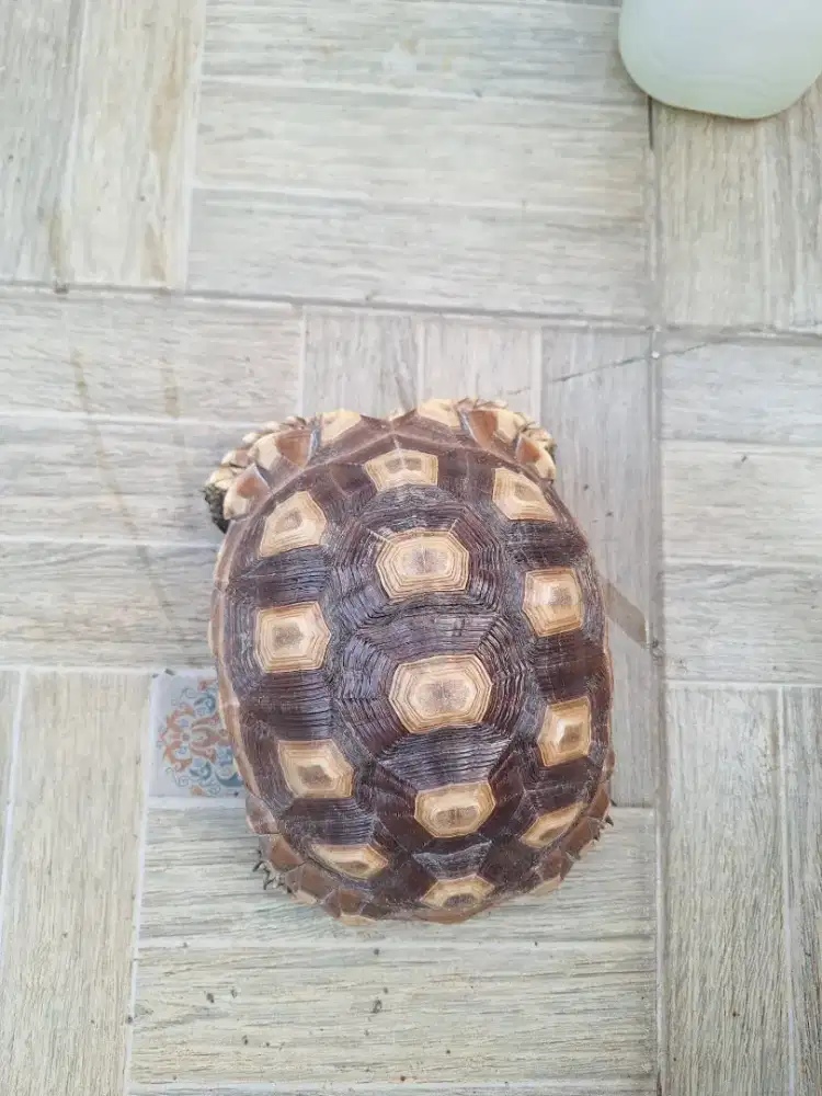 Kura kura Darat Sulcata