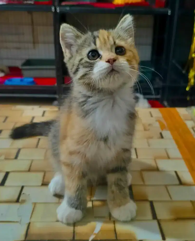 Kitten BSH Calico