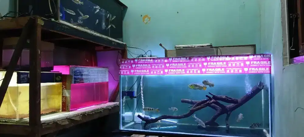 Aquarium ikan hias