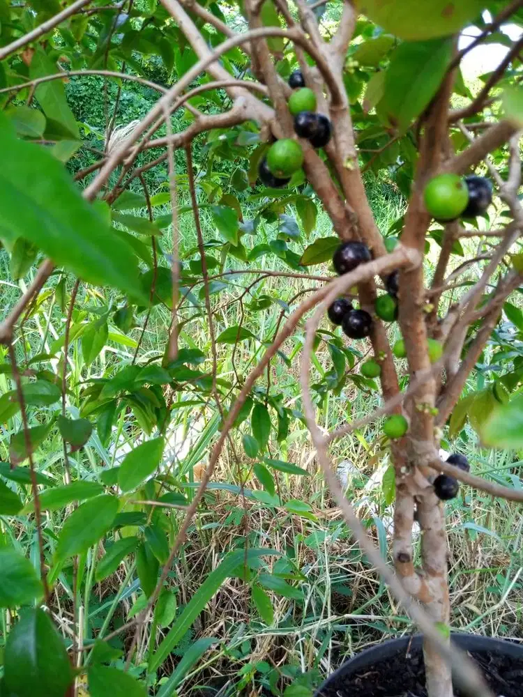 Anggur Pohon/Brazil Preco Sedang Berbuah ±1,5 meter