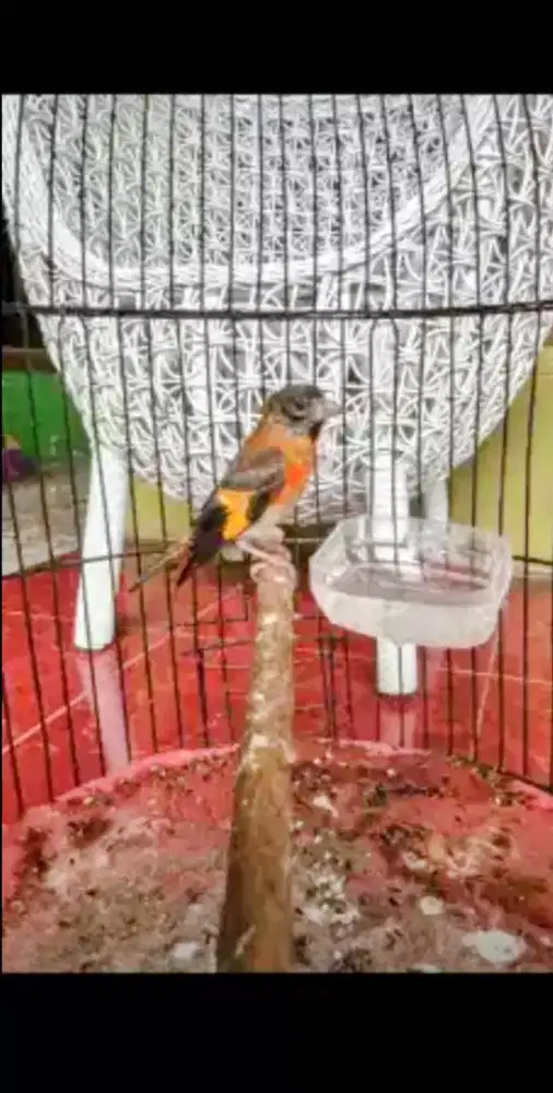 Red Siskin Klasik Rajin Bunyi