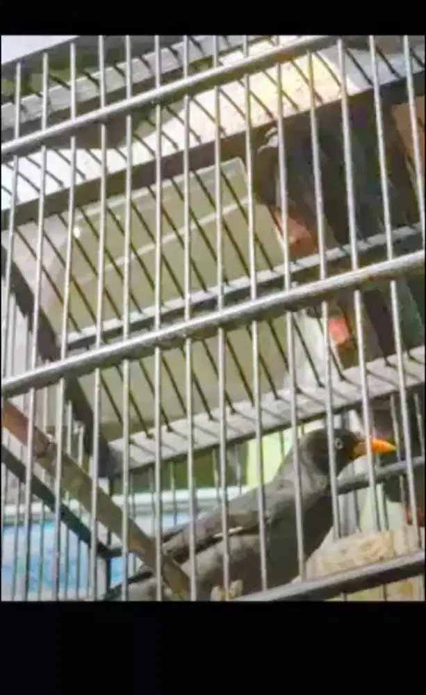 Jalak Rajin Bunyi