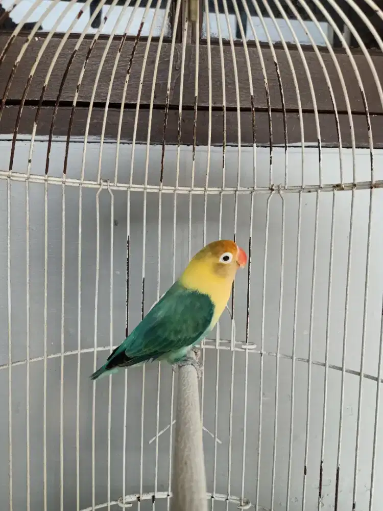 Burung Lovebird PB