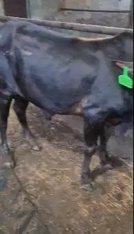 bakalan sapi pegon jantan TB 115cm siap ternak penggemukan qurban 2027