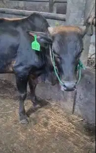 bakalan sapi pegon jantan 1 tahunan TB 115cm siap