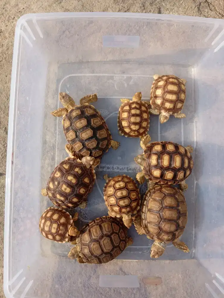 Kura kura Sulcata 10cm dan kandang