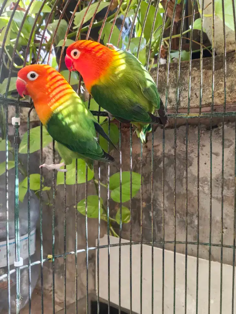 Lovebird Biola Gren sepasang