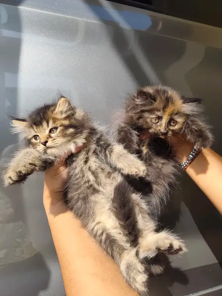 Kucing kitten jantan betina
