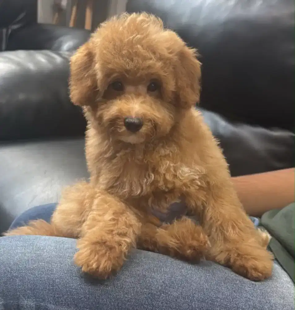 Jual anjing poodle jantan umur 3 bln