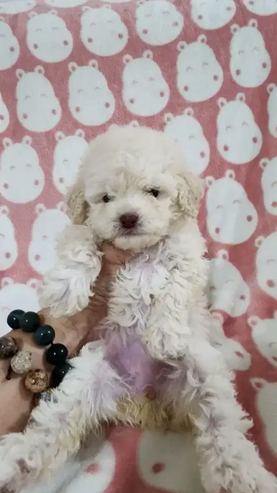 White poodle jantan betina