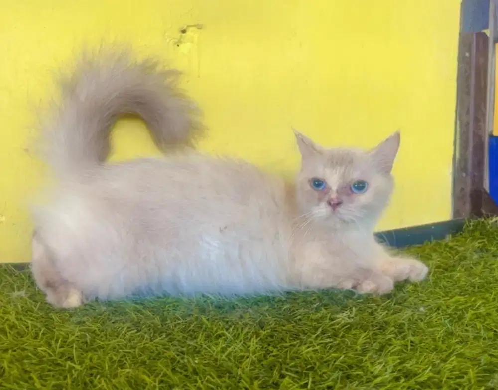 Kucing munckhin cebol x persia betina