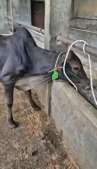 bakalan sapi pegon jantan TB 115cm 1 tahunan siap penggemukan qurban