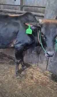 bakalan sapi pegon jantan TB 115cm 1 tahunan siap penggemukan qurban