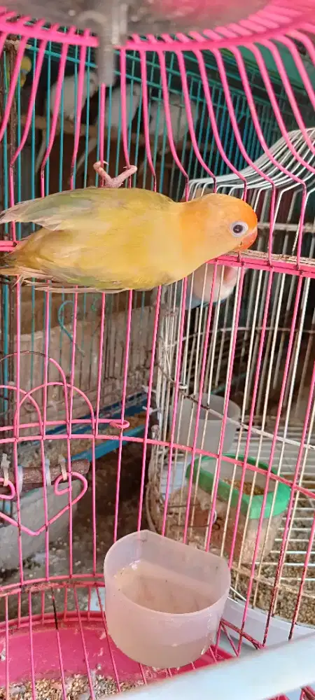 Biola PB euwing pallid jantan