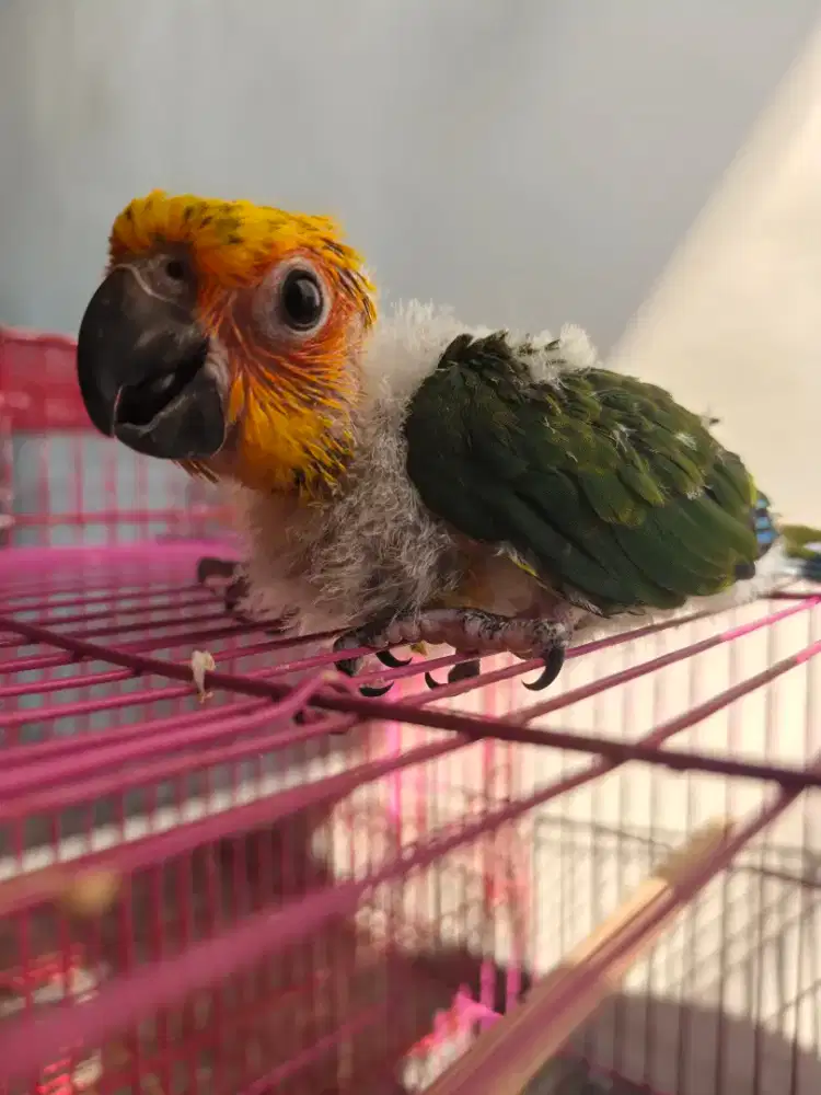 Anakan Sun Conure Lucu Jinak