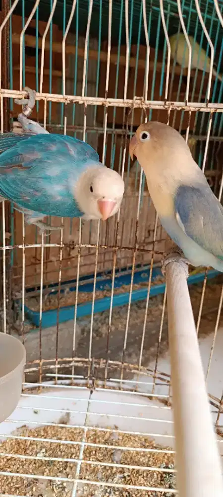 Pasangan siapan aquab2/biola X biola blue