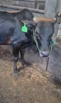 bakalan sapi pegon jantan 1 tahunan TB 115cm siap penggemukan qurban