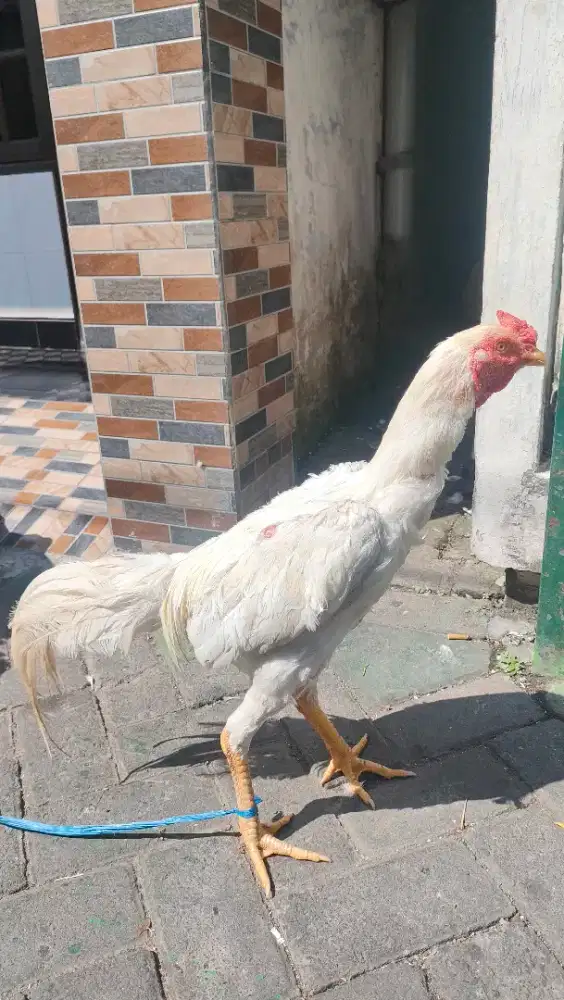 Ayam putih polos mata merah sepasang