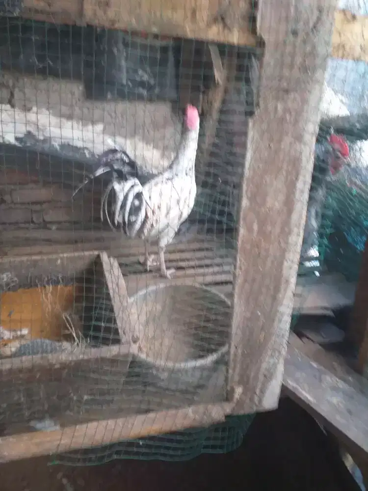 Ayam bekisar rajin bunyi eng ong