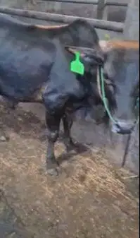 bakalan sapi pegon jantan 1 tahunan TB 115cm siap penggemukan qurban