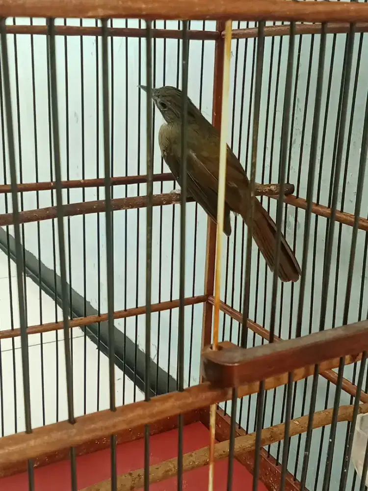 Jual burung cjj sumatra