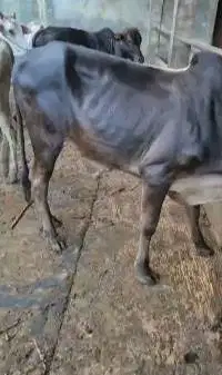 bakalan sapi pegon jantan TB 115cm 1 thn siap penggemukan qurban 2027