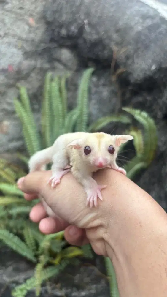 SUGAR GLIDER CREAMINO BETINA JOEY ANAKAN