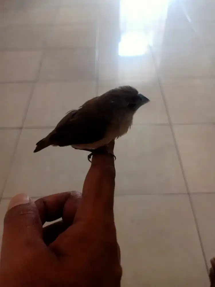 Di jual burung emprit kaji bondol, jinak total, manja, sehat,