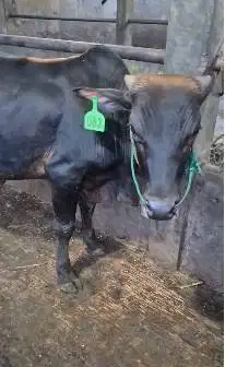 bakalan sapi pegon jantan 1 thn TB 115cm siap penggemukan qurban 2027