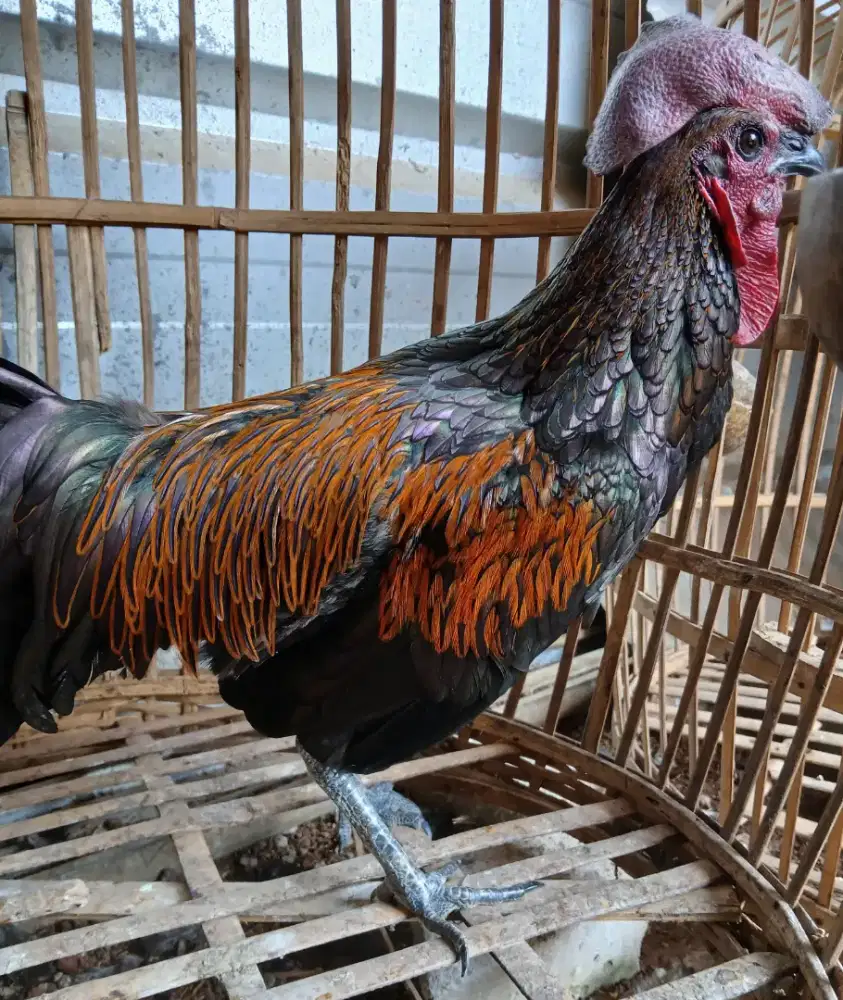 Ayam bekisar merah hitam