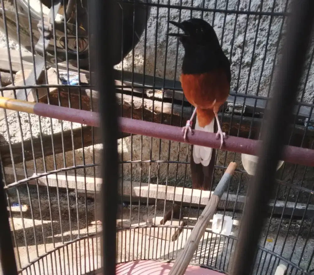 Burung murai batu