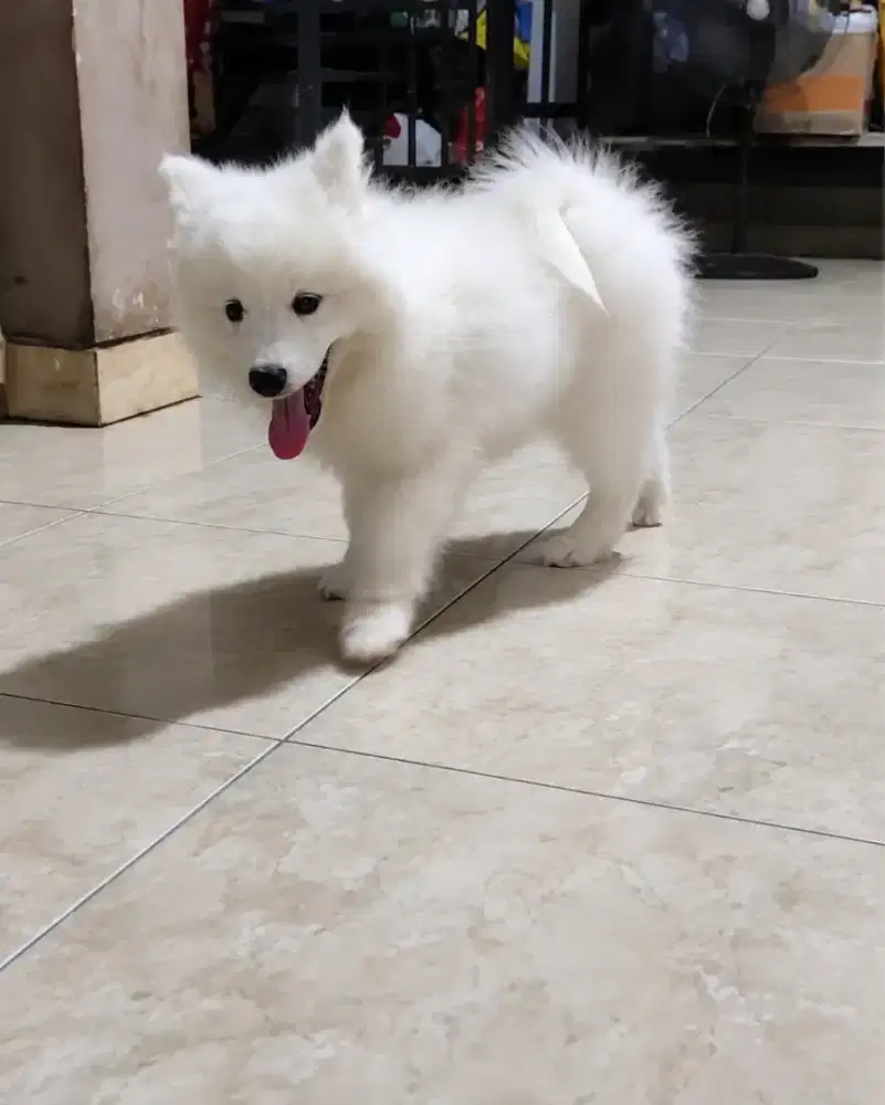 Open adop anak samoyed