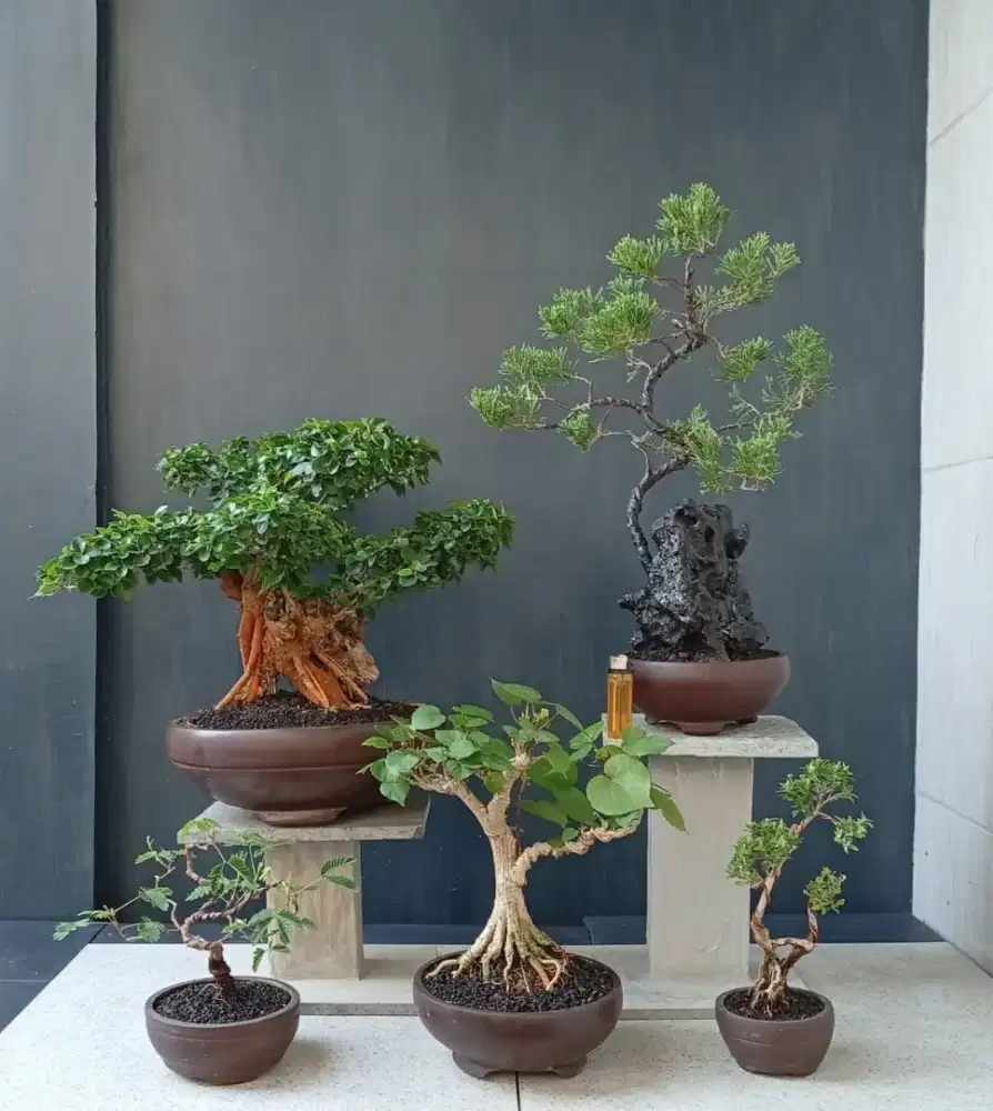 Antik siap pajang bonsai hias