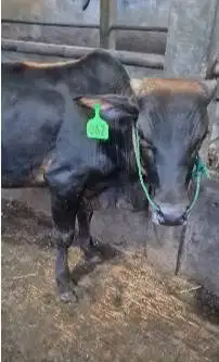 sapi bakalan jantan pegon TB 115cm 1 thn siap penggemukan qurban 2027
