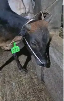 sapi bakalan jantan pegon TB 115cm 1 thn siap penggemukan qurban 2027