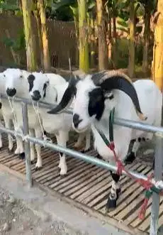 paket ternak domba garut 6 ekor 1 jantan 5 betina superan jamin manteb