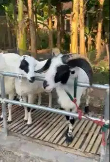 paketan 6 ekor domba garut 1 tahunan 1 jantan 5 betina siap kawin puas
