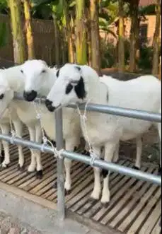 6 ekor domba garut 1 tahunan 1 jantan 5 betina superan siap kawin puas