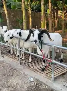 6 ekor domba garut 1 tahunan 1 jantan 5 betina superan siap kawin puas