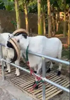 6 ekor domba garut 1 tahunan 1 jantan 5 betina siap ternak murmer puas
