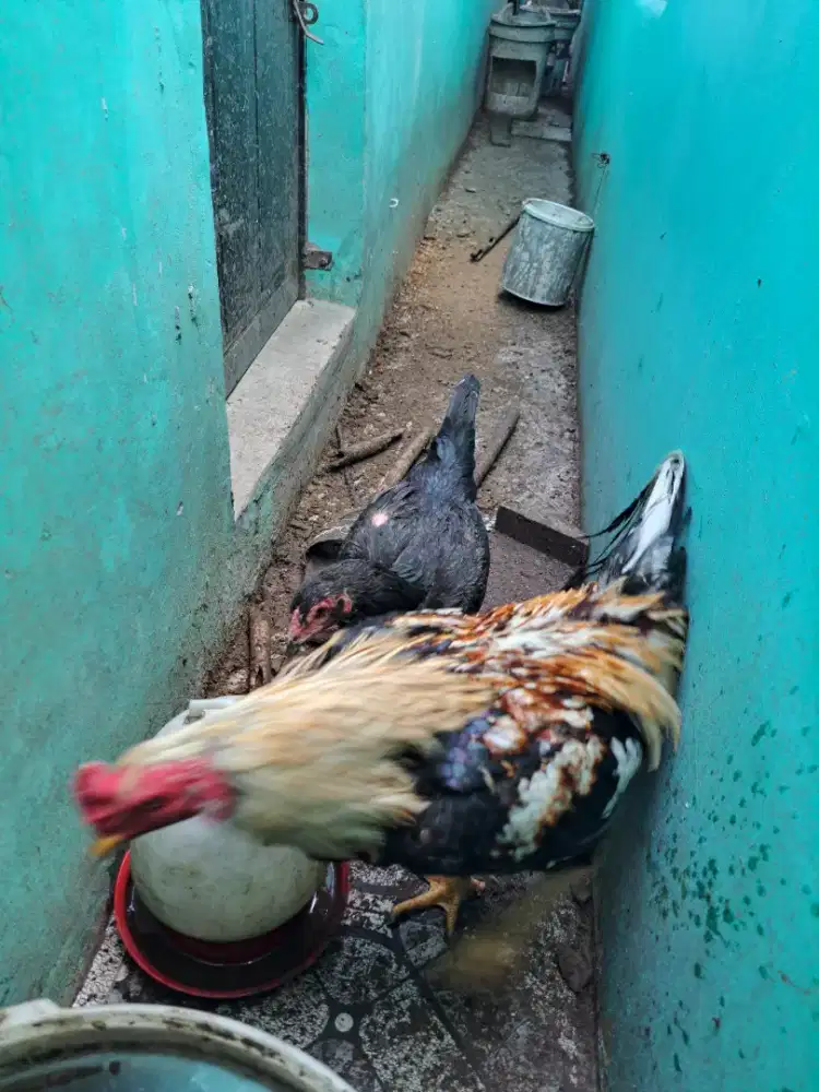 Sepasang indukan ayam siam