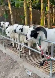 6 ekor domba garut 1 thn 1 jantan 5 betina paket ternak superan murmer