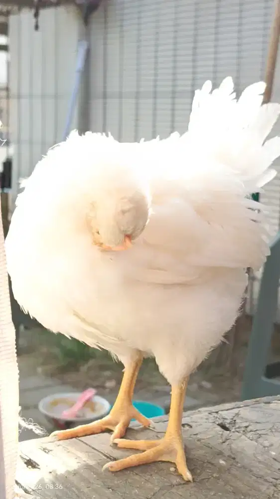 Anakan white leghorn