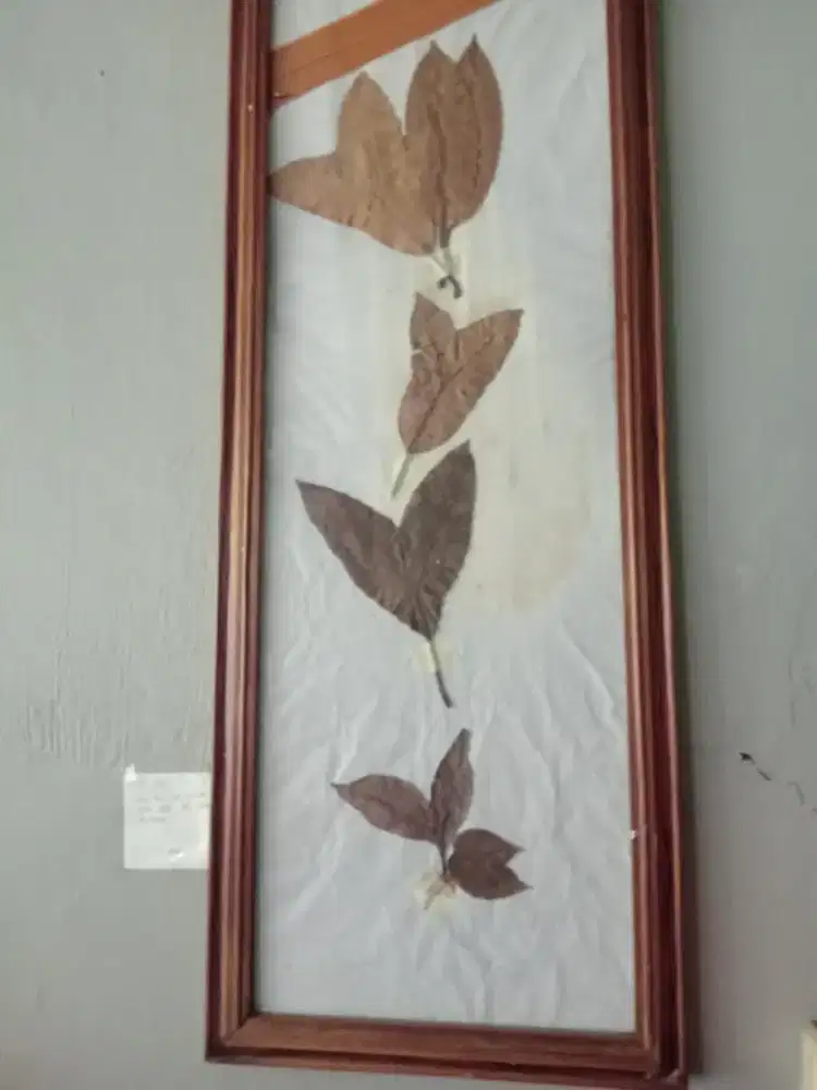 Daun mangga kembar