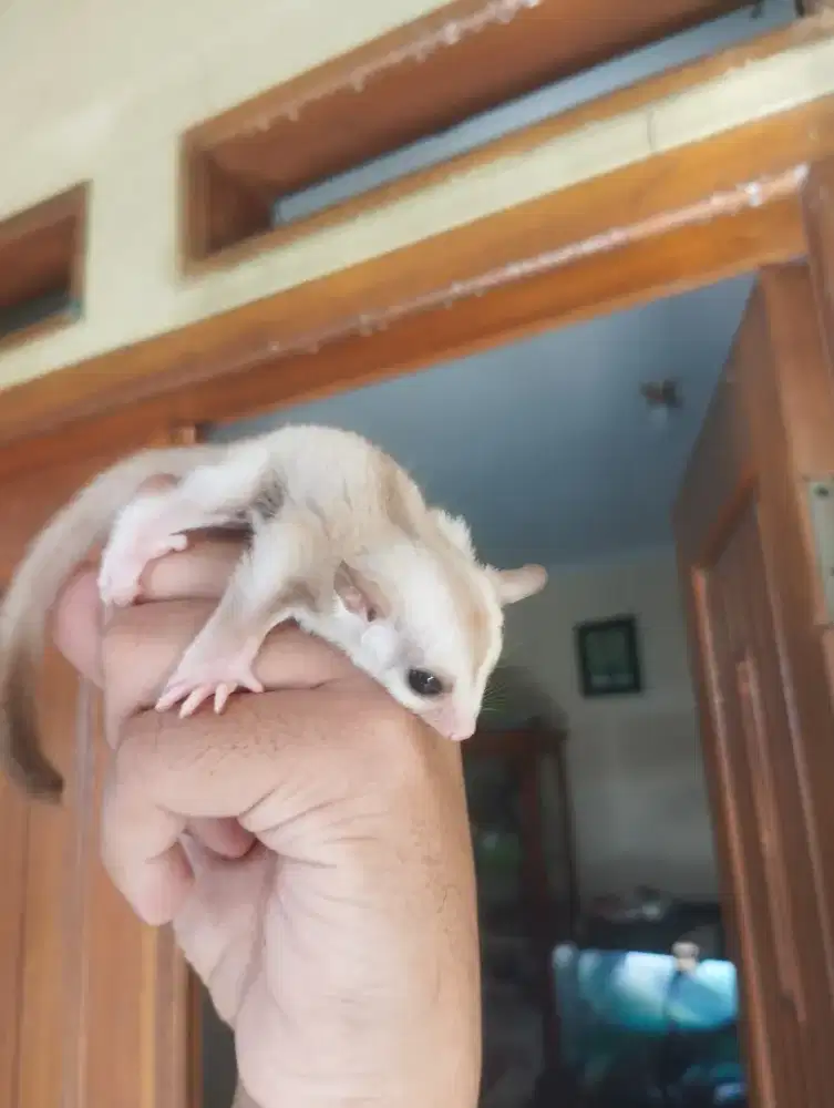 Sugar glider caramel Joey jantan