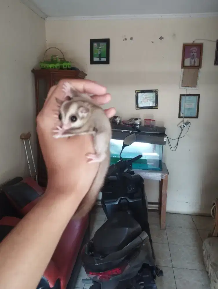 Sugar Glider Caramel Joey Betina