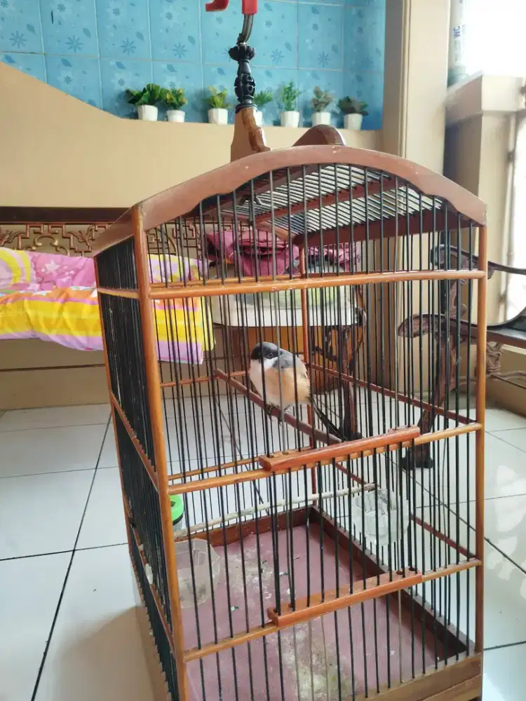 Jual burung pentet