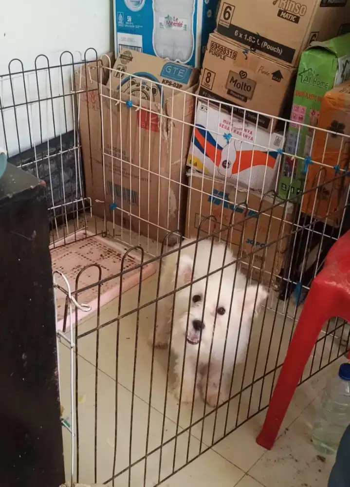 Ganti Pakan Anjing Shitpom Lucu Nett