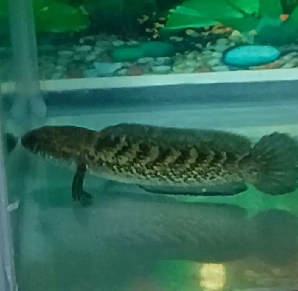 2 ekor channa stewarti karbiolong 15cm