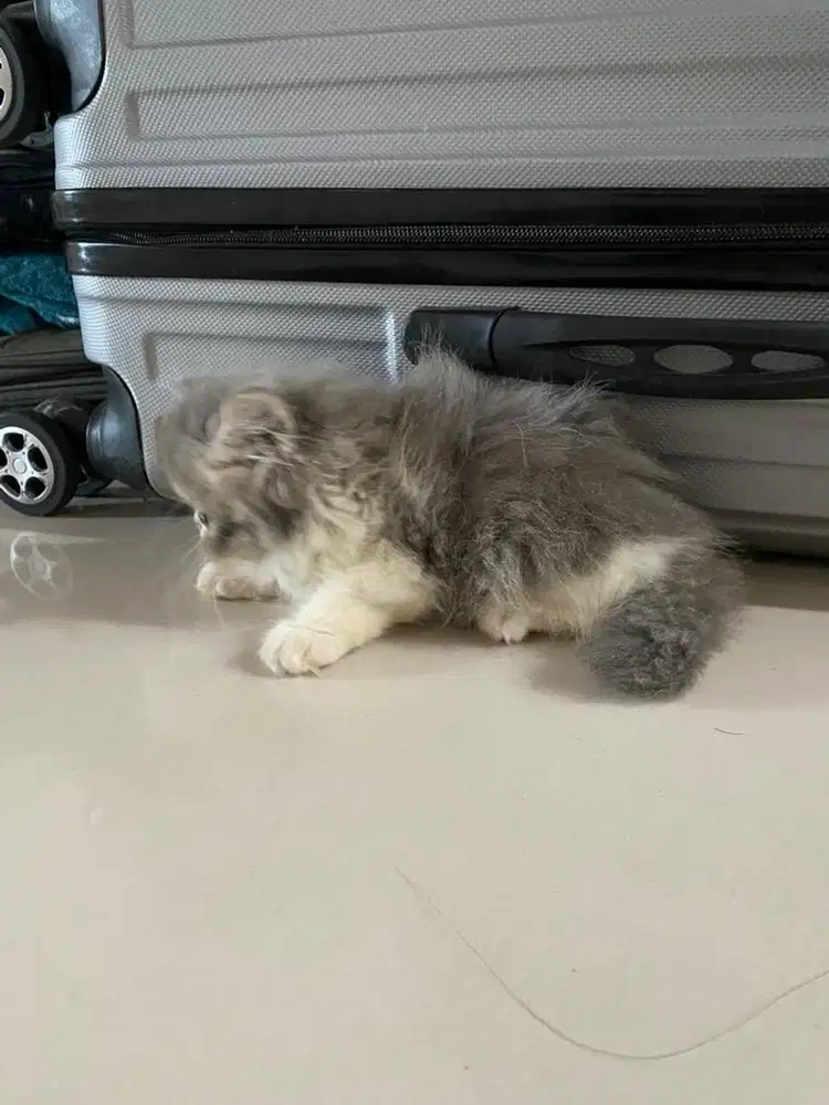 Kitten Jantan Peaknose
